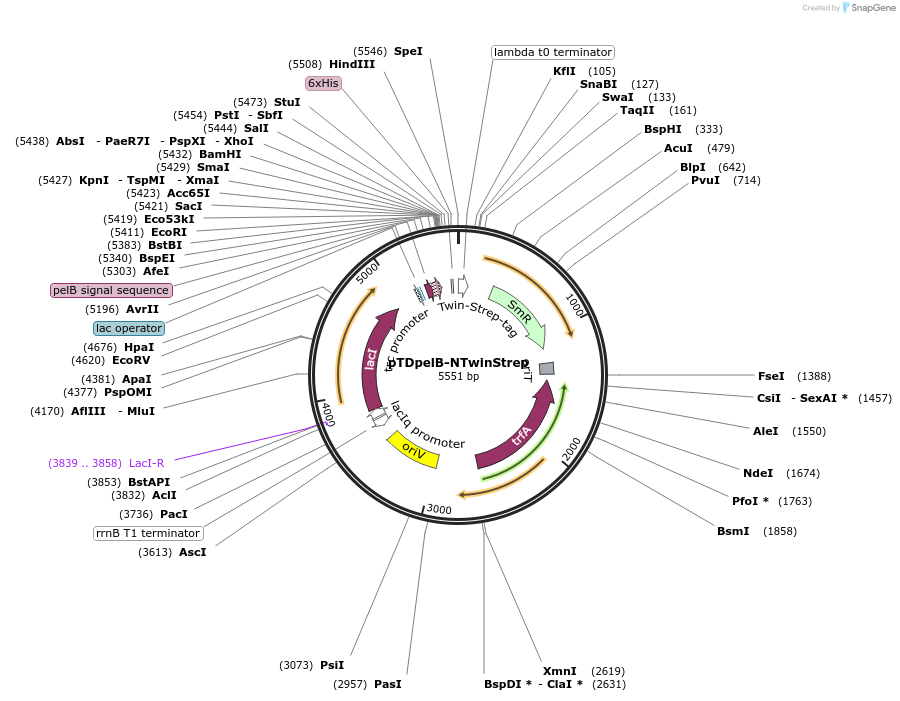 45940-plasmid-map-sequence-id-64653