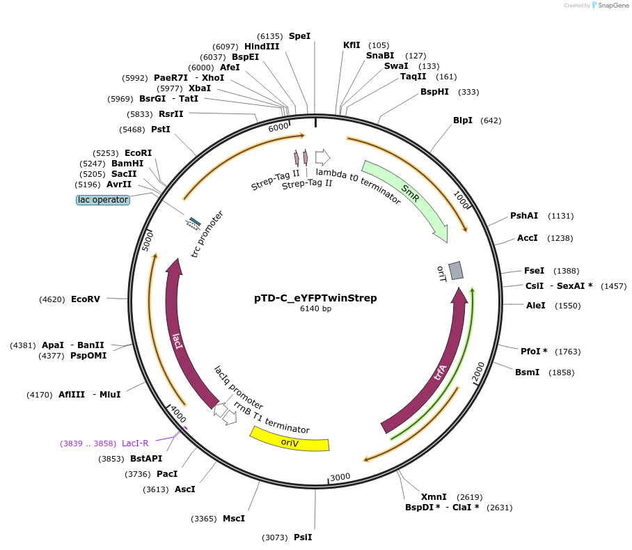 45942-plasmid-map-sequence-id-64655
