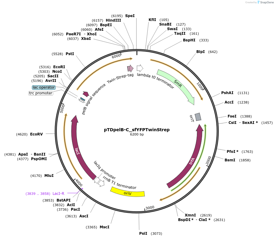 45944-plasmid-map-sequence-id-64657