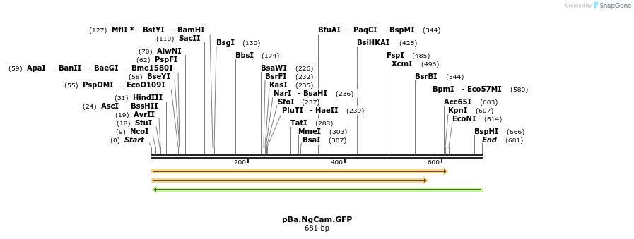 64666_map