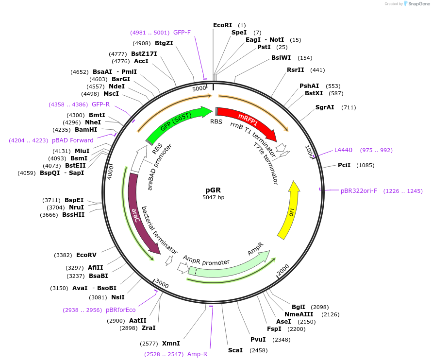 46002-plasmid-map-sequence-id-64680