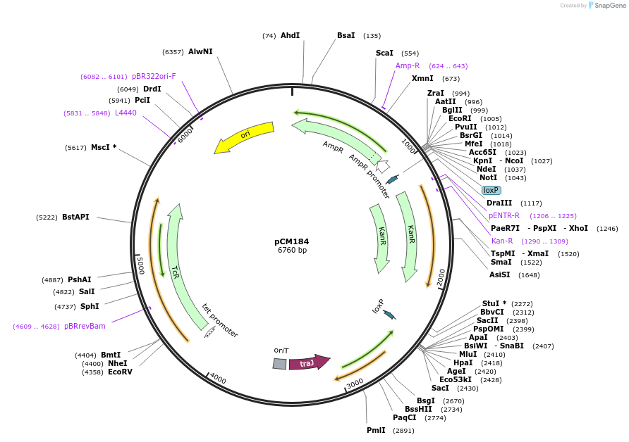 46012-plasmid-map-sequence-id-64710