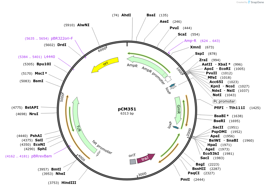 46013-plasmid-map-sequence-id-64712