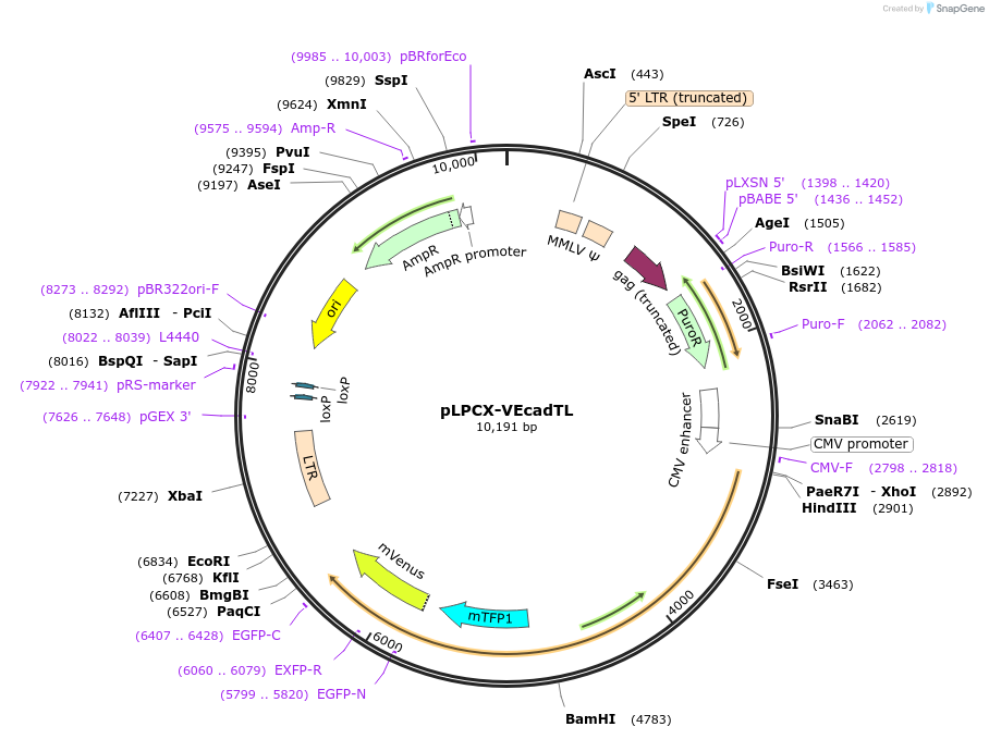45849-plasmid-map-sequence-id-64745