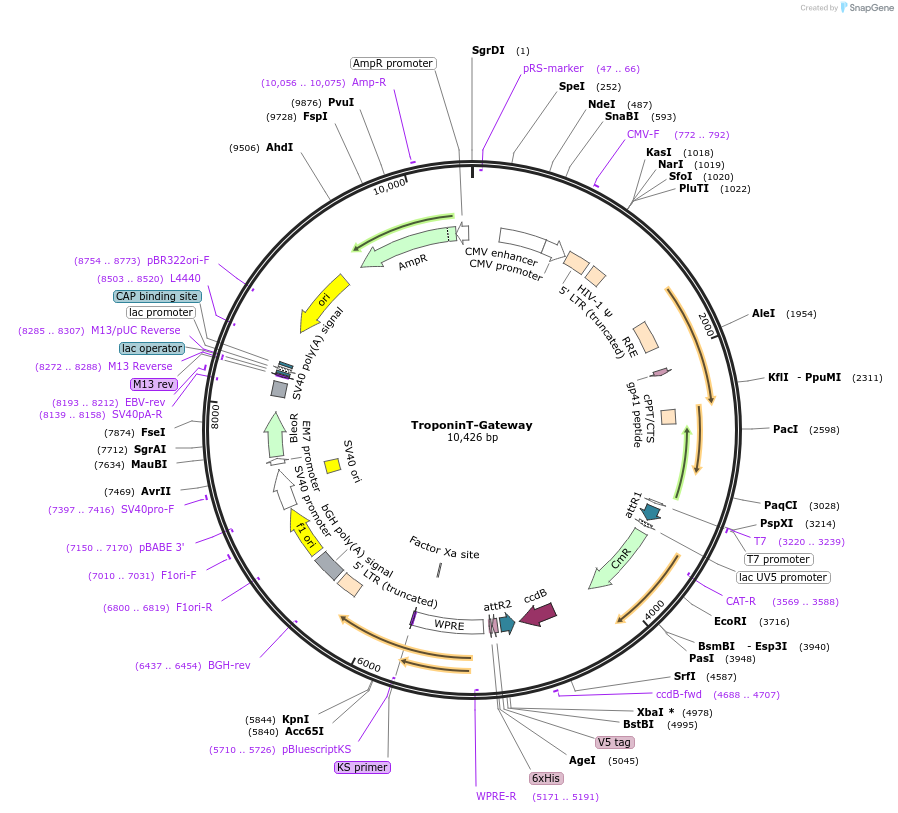 46026-plasmid-map-sequence-id-64786