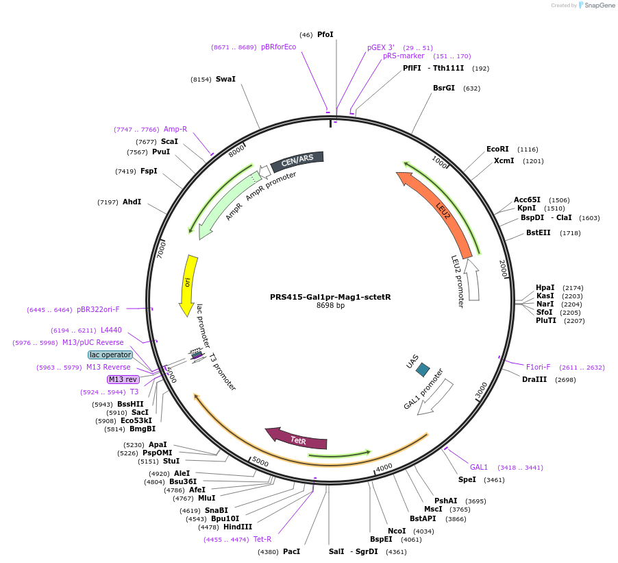 44752-plasmid-map-sequence-id-64793