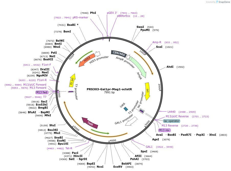 44753-plasmid-map-sequence-id-64796