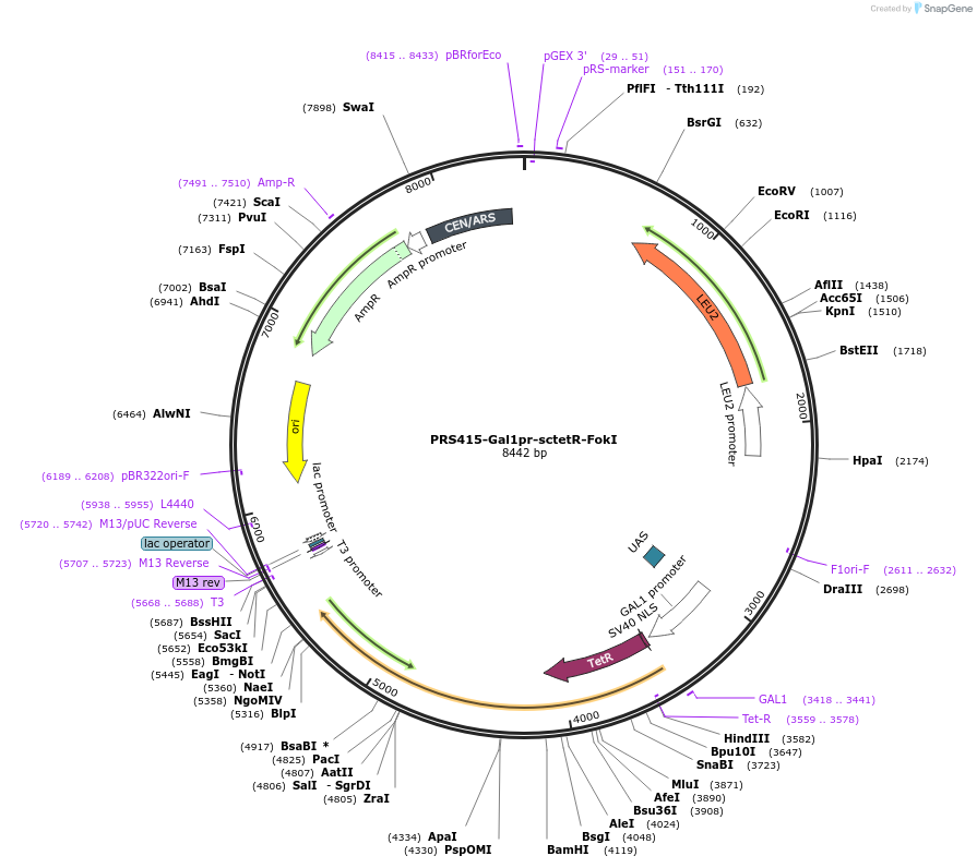 44756-plasmid-map-sequence-id-64801