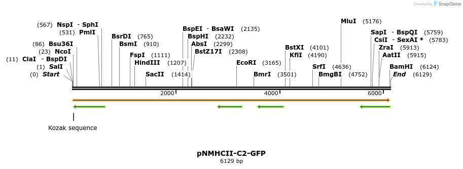 64833_map