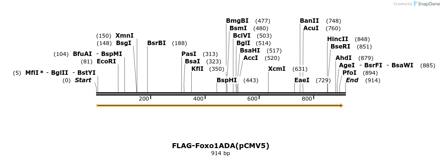 64872_map