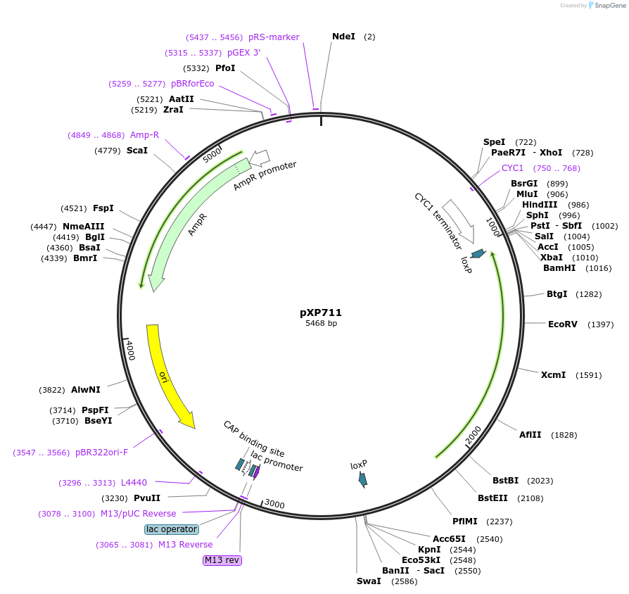 46053-plasmid-map-sequence-id-64876