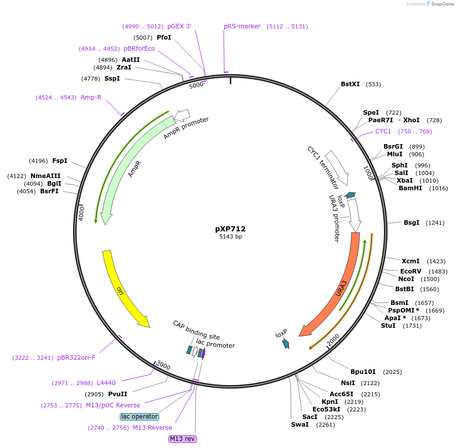 46054-plasmid-map-sequence-id-64877