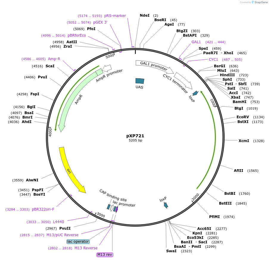 46055-plasmid-map-sequence-id-64878