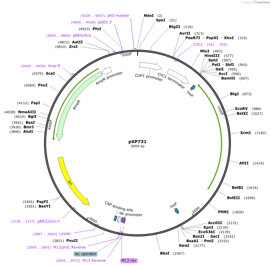 46057-plasmid-map-sequence-id-64879