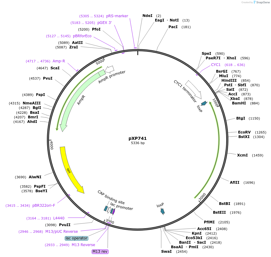 46059-plasmid-map-sequence-id-64880