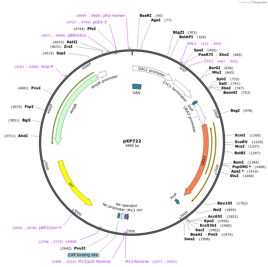46056-plasmid-map-sequence-id-64881
