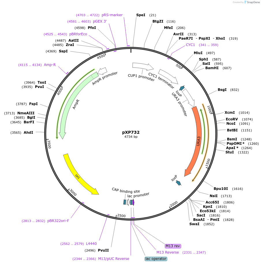 46058-plasmid-map-sequence-id-64882
