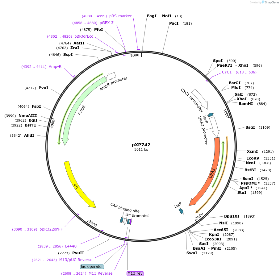 46060-plasmid-map-sequence-id-64883