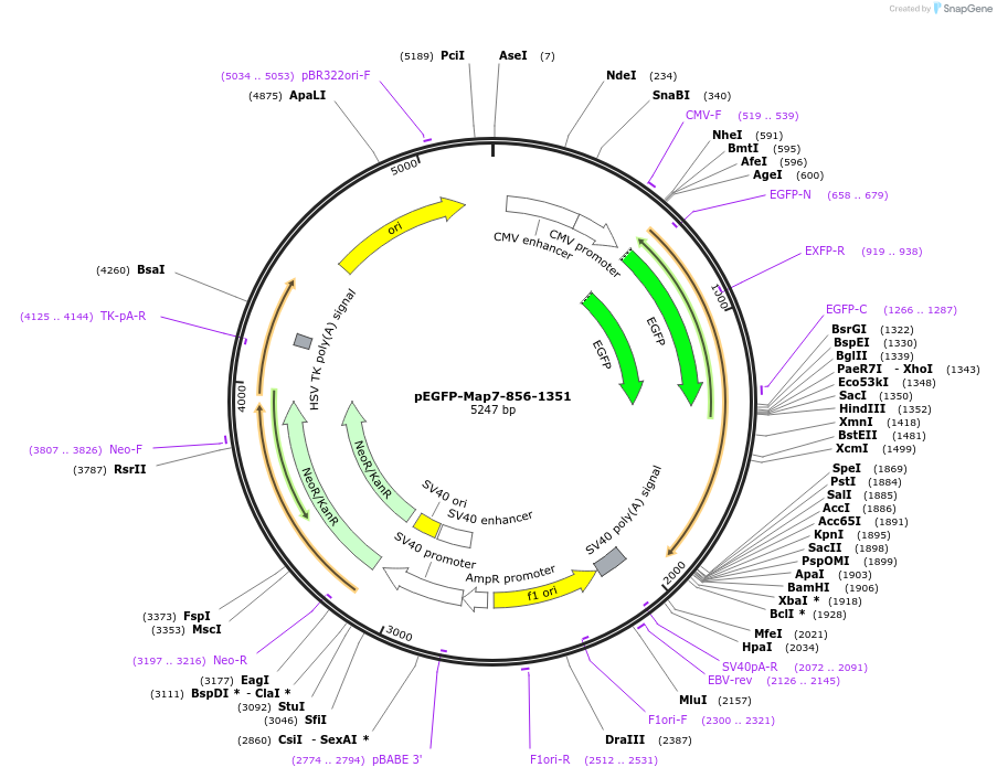 46072-plasmid-map-sequence-id-64888