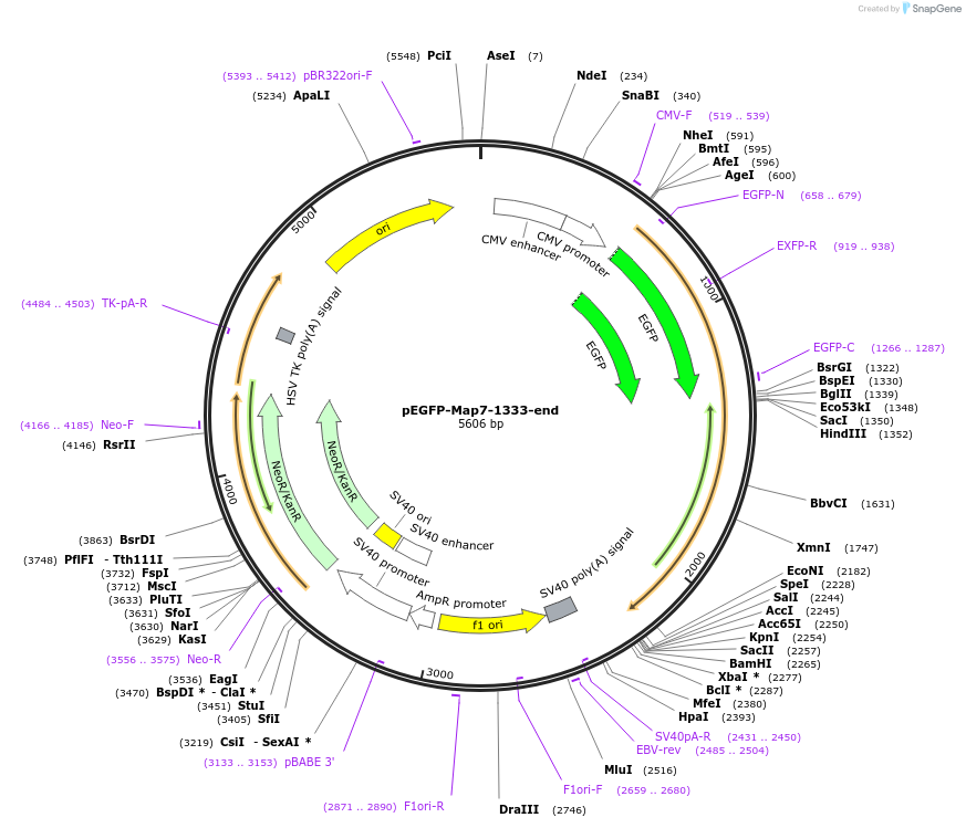 46073-plasmid-map-sequence-id-64889