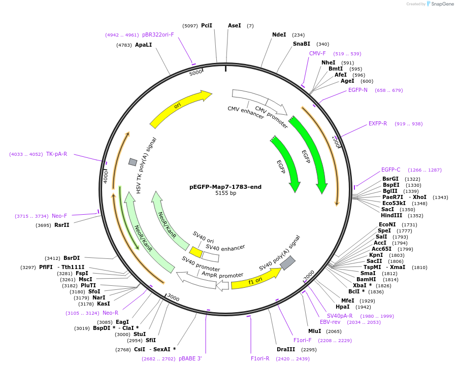 46074-plasmid-map-sequence-id-64890