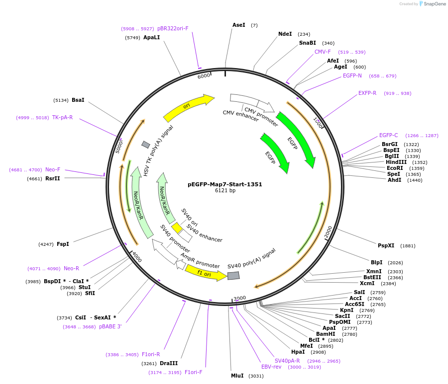 46075-plasmid-map-sequence-id-64891