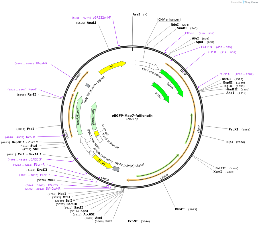 46076-plasmid-map-sequence-id-64892
