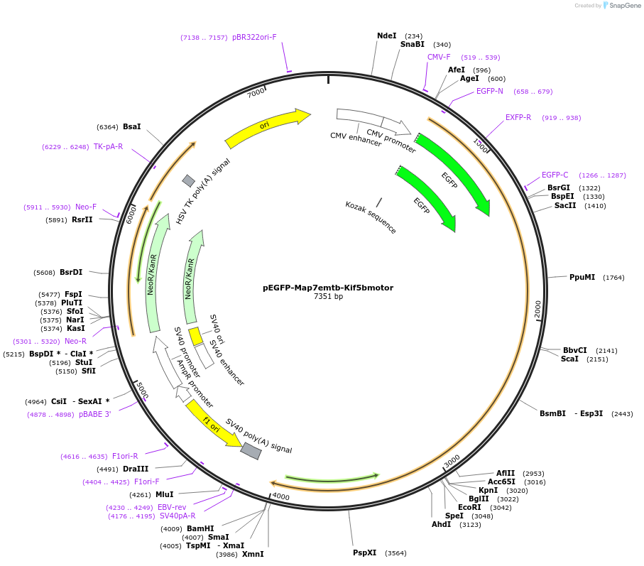 46077-plasmid-map-sequence-id-64893