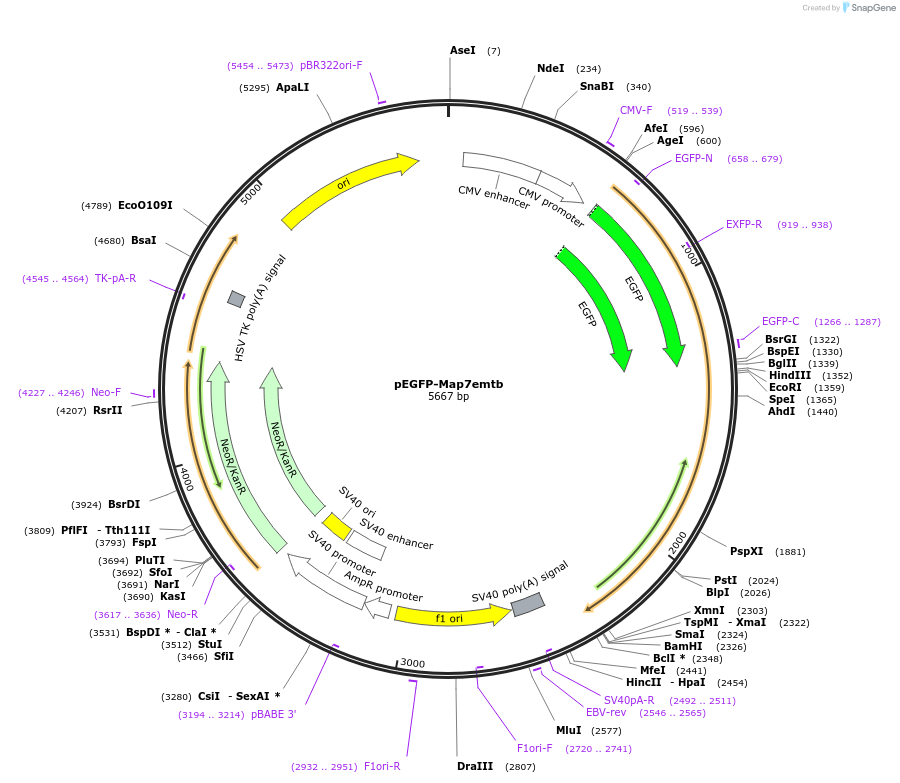 46078-plasmid-map-sequence-id-64894