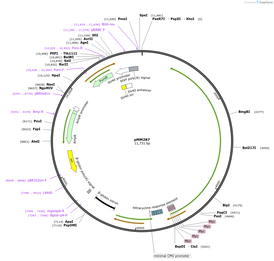 46035-plasmid-map-sequence-id-64896