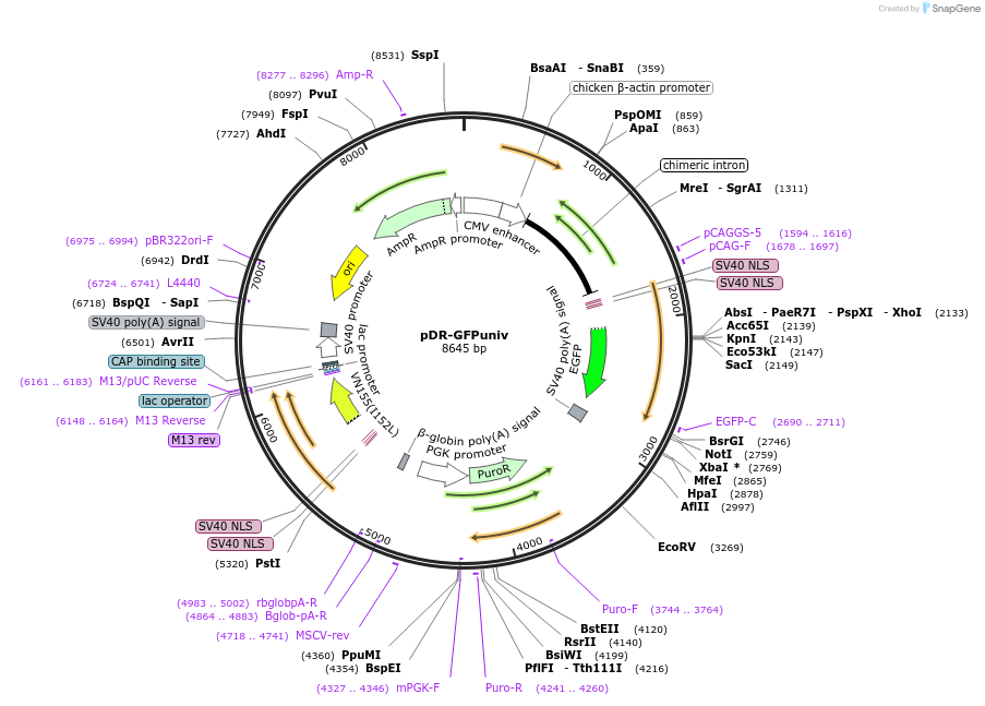 46085-plasmid-map-sequence-id-64906