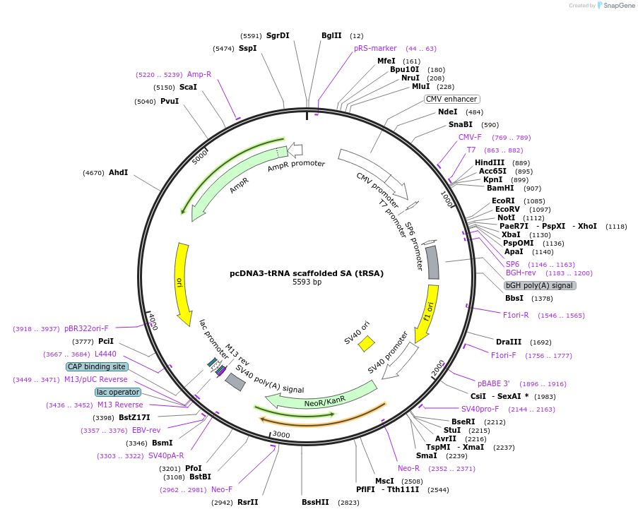 32200-plasmid-map-sequence-id-64908