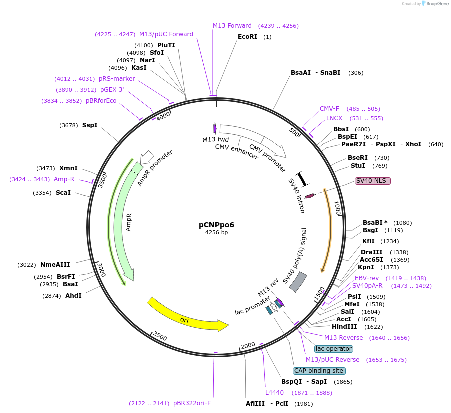 46086-plasmid-map-sequence-id-64911