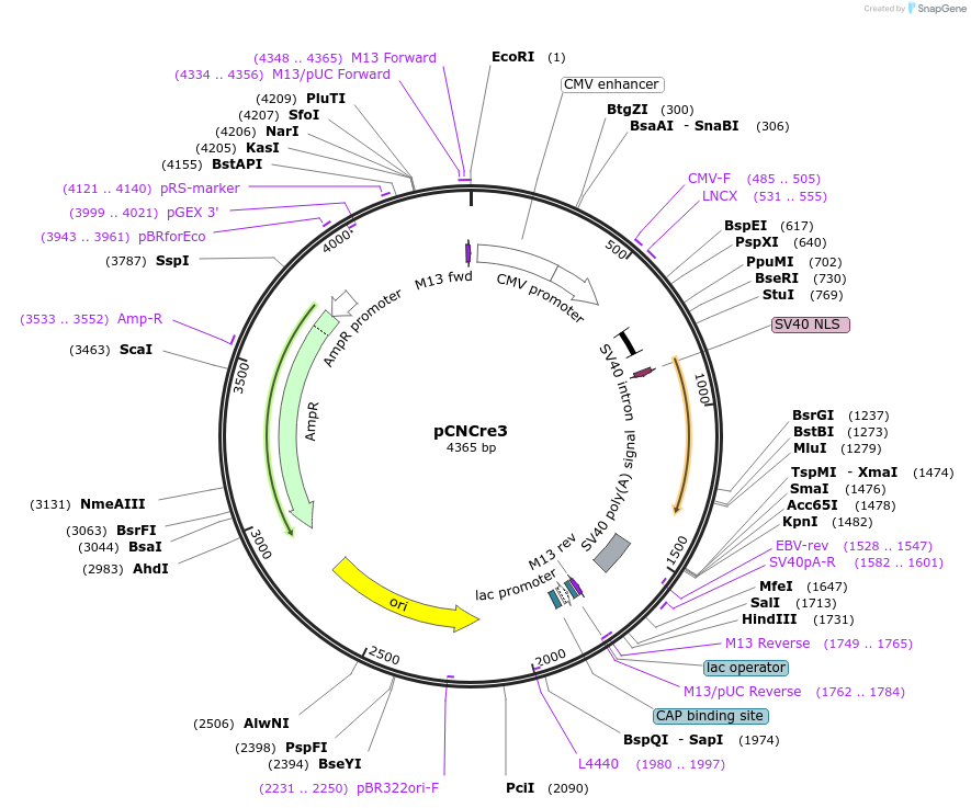 46088-plasmid-map-sequence-id-64913