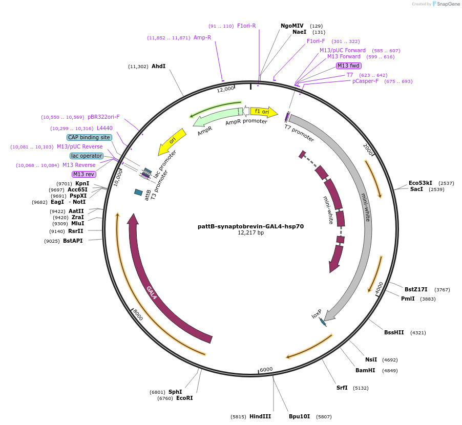46107-plasmid-map-sequence-id-64916