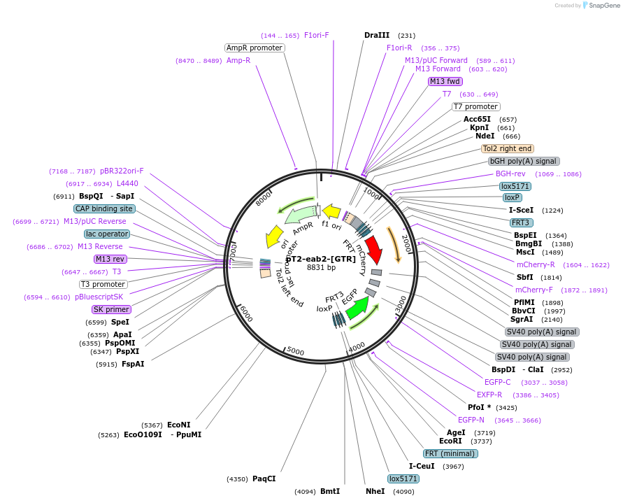 46144-plasmid-map-sequence-id-64923