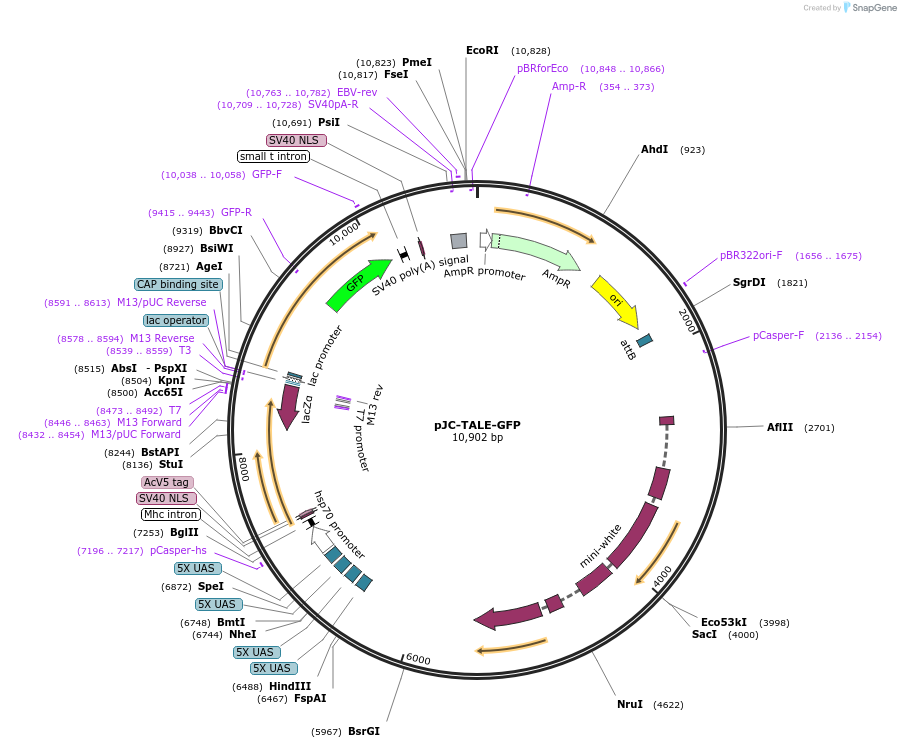 46148-plasmid-map-sequence-id-64954