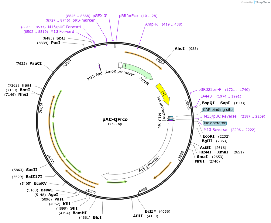 46089-plasmid-map-sequence-id-64974