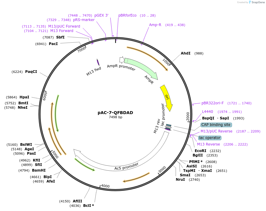 46096-plasmid-map-sequence-id-64988