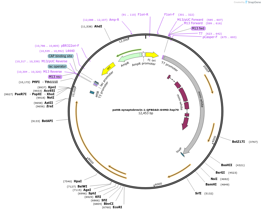 46109-plasmid-map-sequence-id-65004