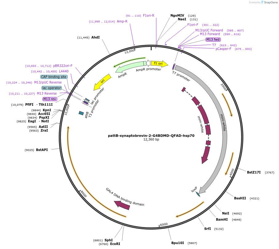 46110-plasmid-map-sequence-id-65005