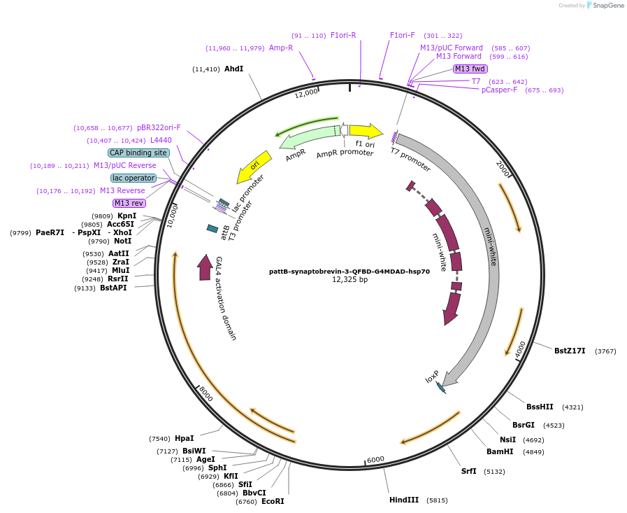 46111-plasmid-map-sequence-id-65006