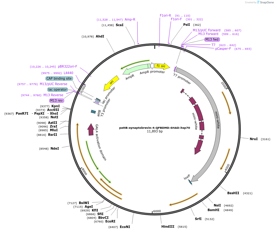 46112-plasmid-map-sequence-id-65007