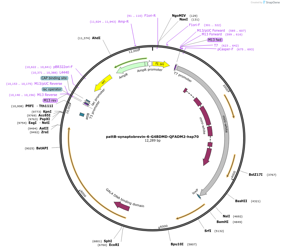 46114-plasmid-map-sequence-id-65011