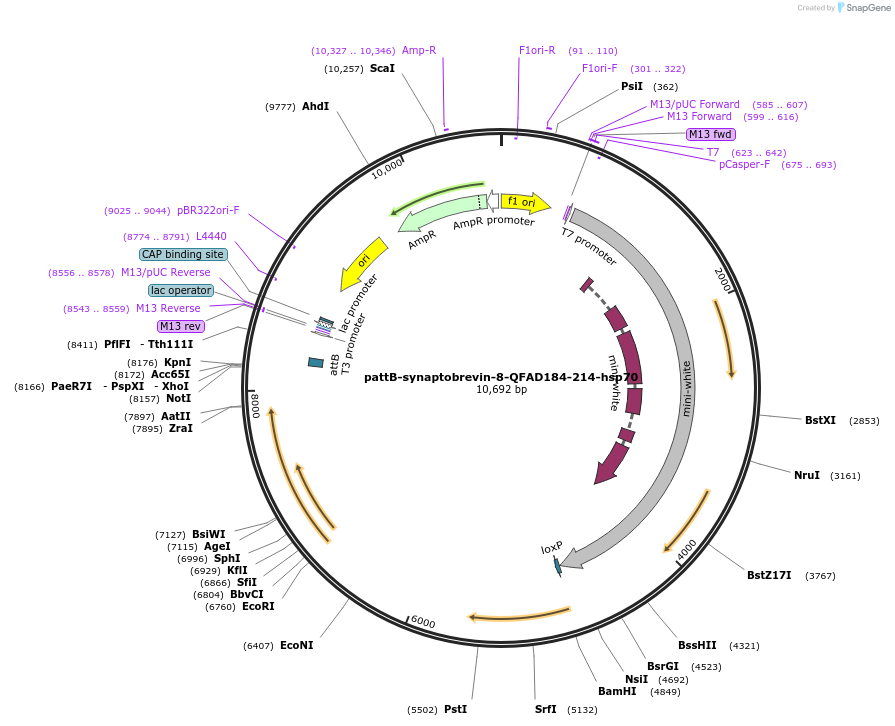 46117-plasmid-map-sequence-id-65016