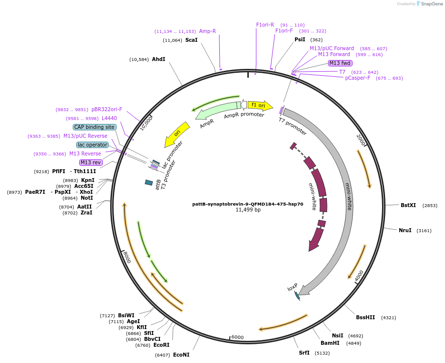 46118-plasmid-map-sequence-id-65017