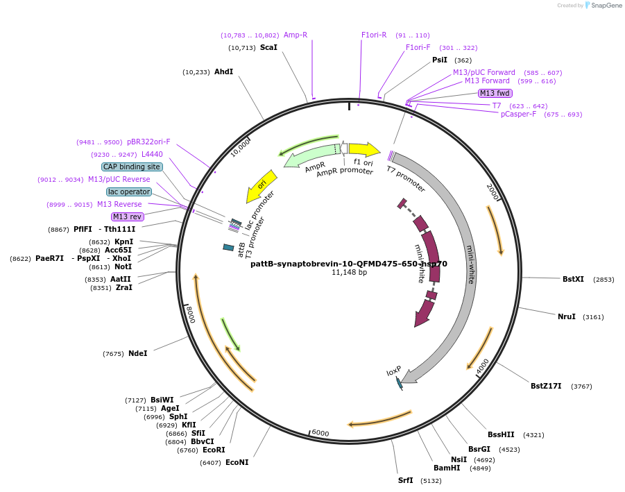 46119-plasmid-map-sequence-id-65018