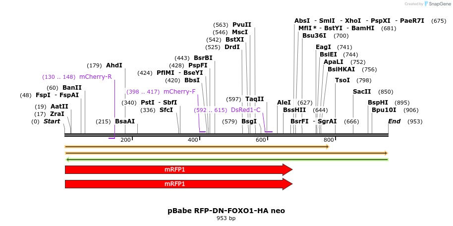 65019_map