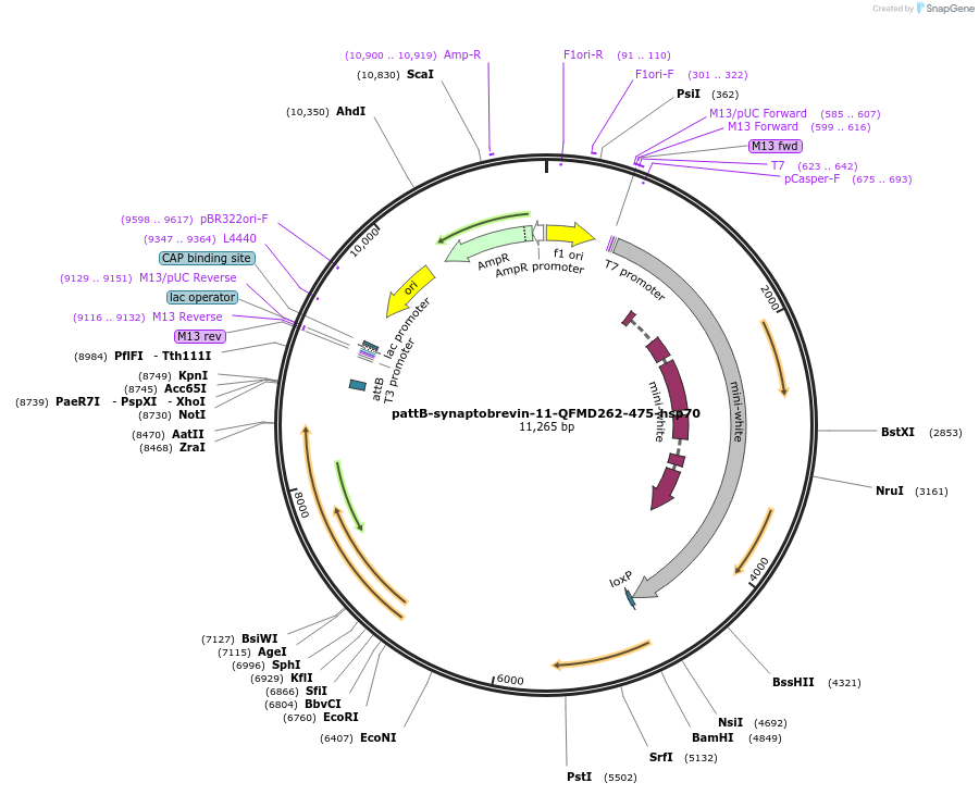 46120-plasmid-map-sequence-id-65020