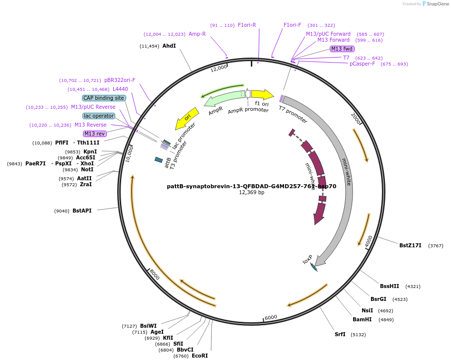 46122-plasmid-map-sequence-id-65022